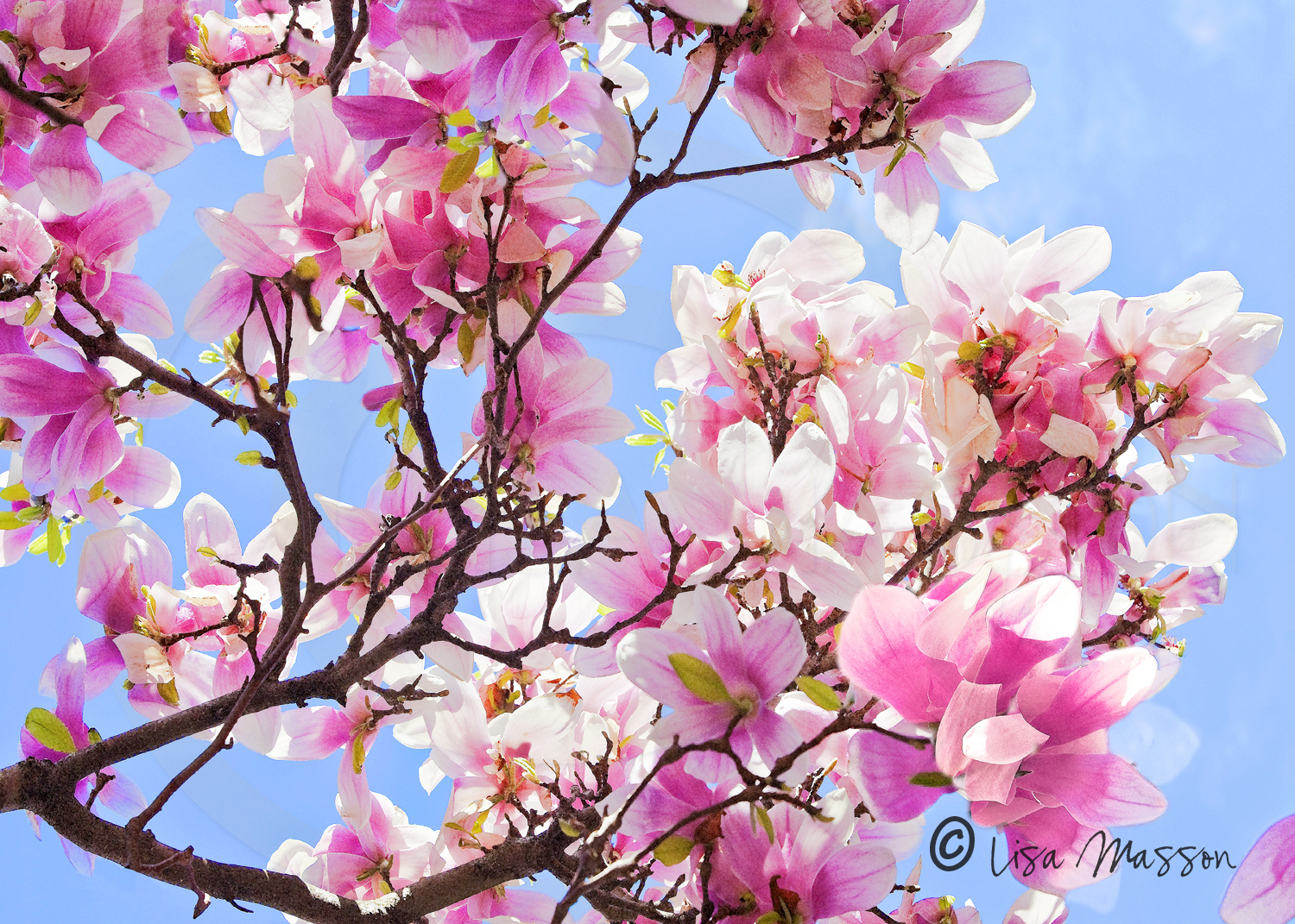Japanese Saucer Magnolia Blue — Lisa Masson Photography